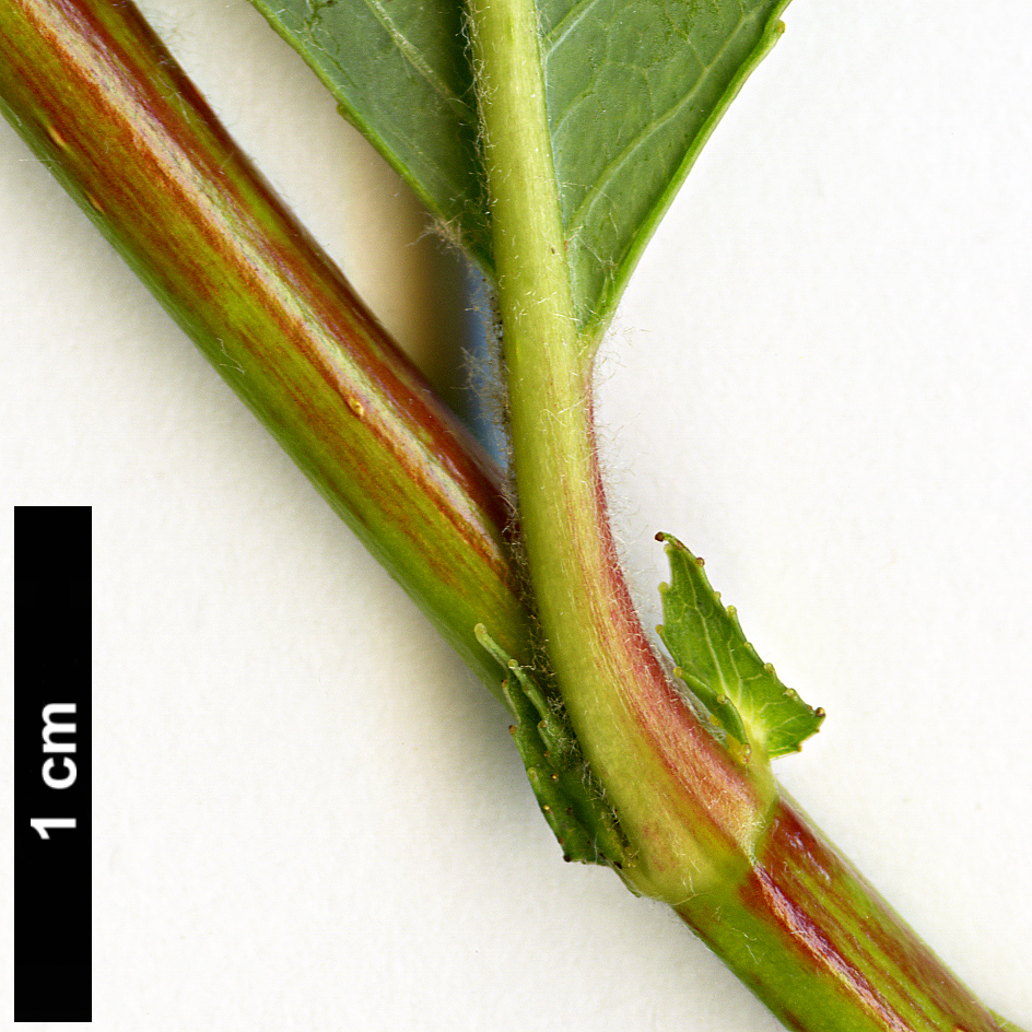 High resolution image: Family: Salicaceae - Genus: Salix - Taxon: chaenomeloides hybrid